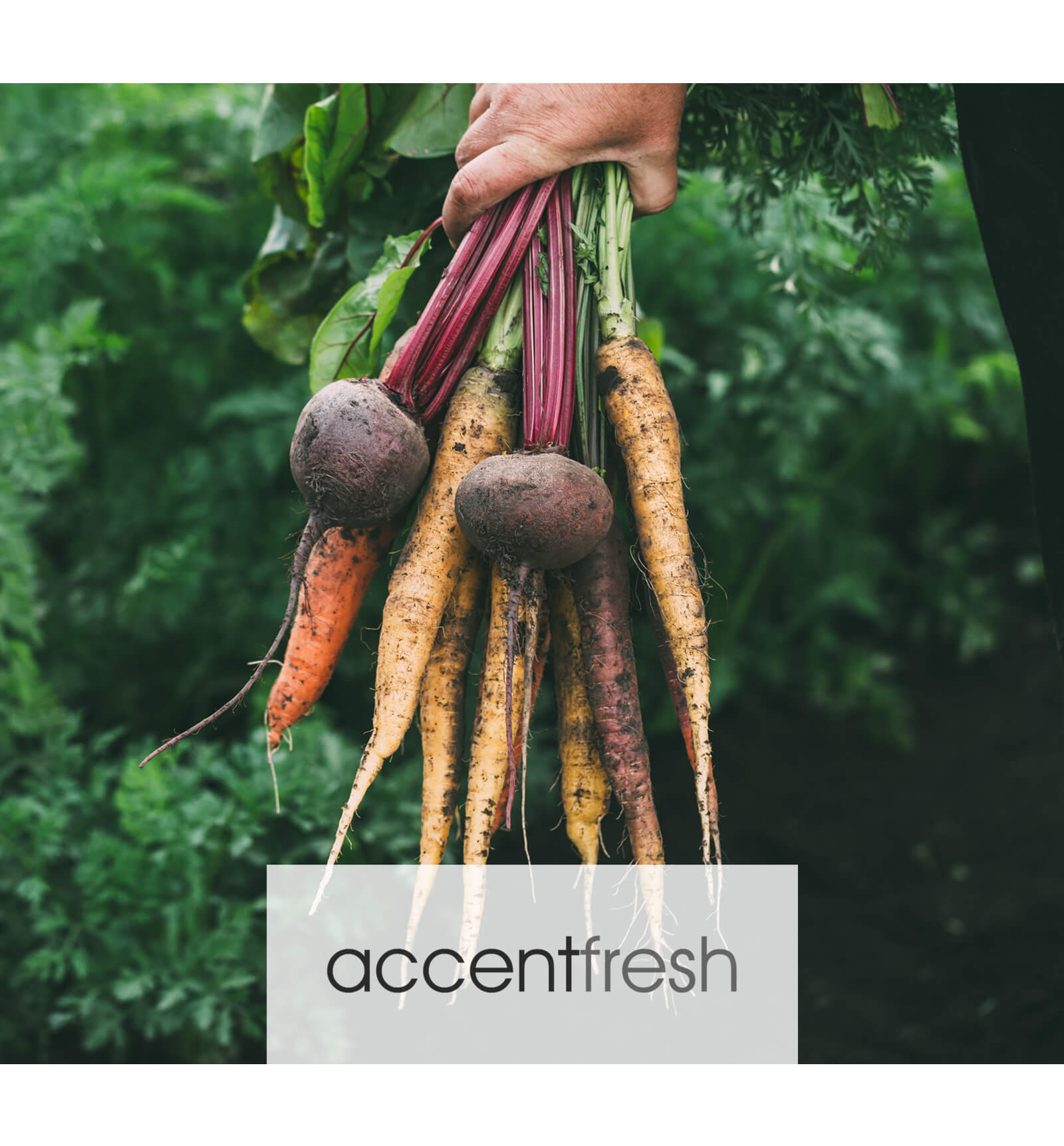 white-horse-veg-suppliers-gs-logo-mob